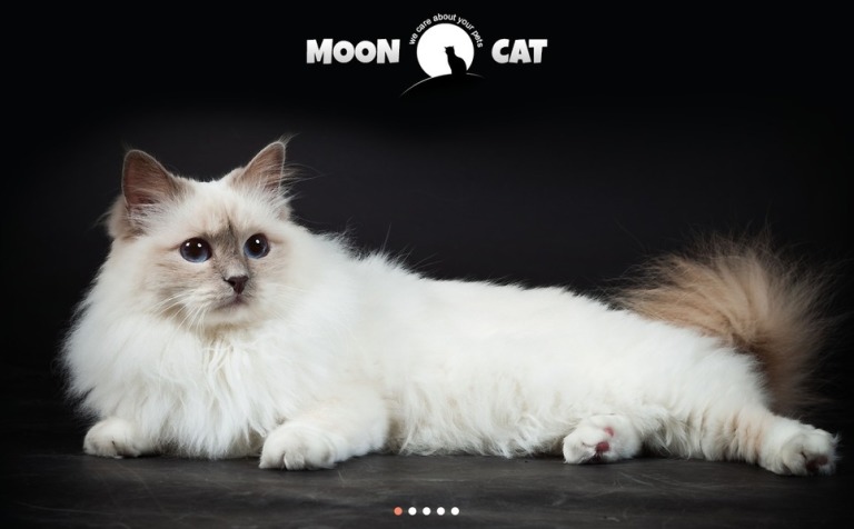 Conceptual Cat WordPress Theme New Screenshots BIG
